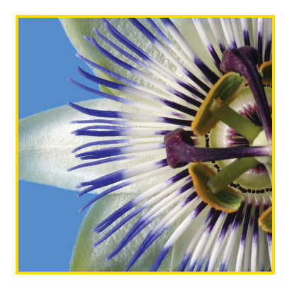 Sihl PosterColor X White Matt