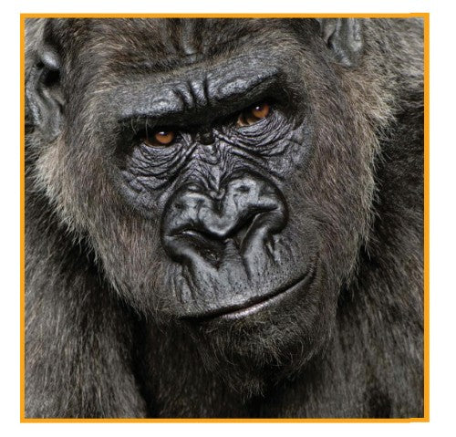 Sihl DuraSOL Inkjet Polyvinyl chloride (PVC) White